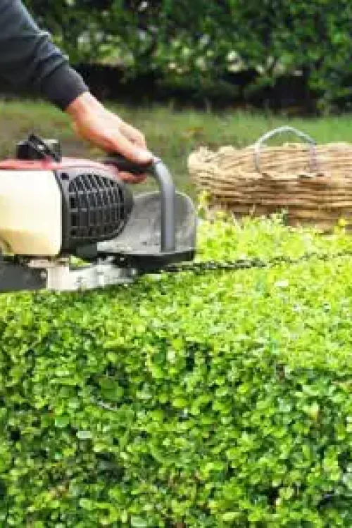 Tree & Bush Trimming