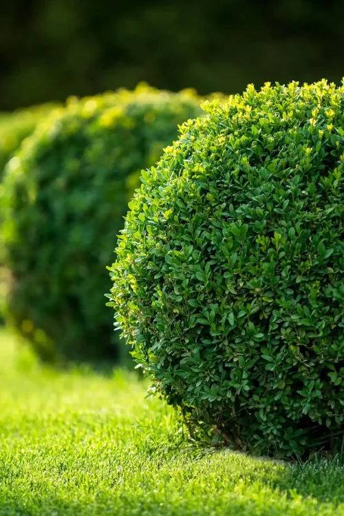 Tree & Shrub Care